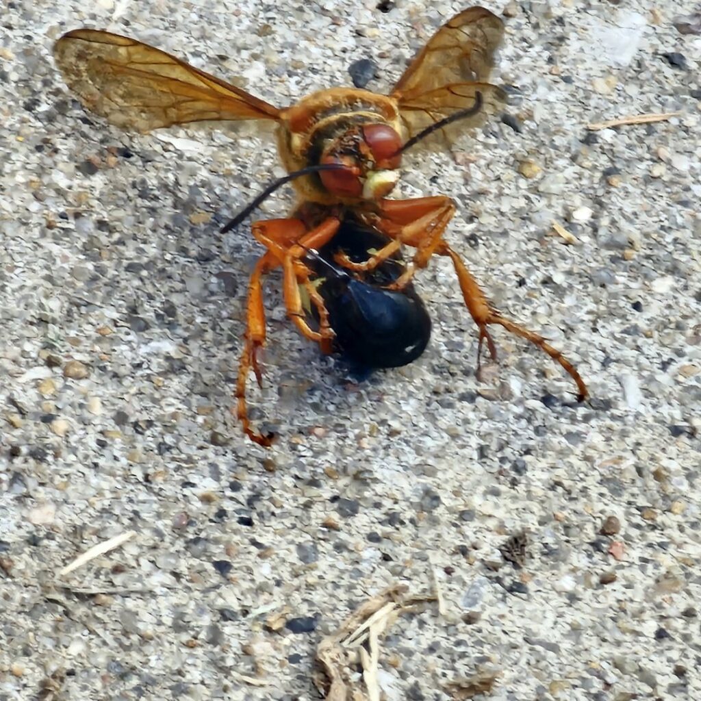 A large cicada killer wasp carrying its prey, a cicada, on the ground, a common pest issue in Kansas City, MO.