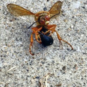 A large cicada killer wasp carrying its prey, a cicada, on the ground, a common pest issue in Kansas City, MO.