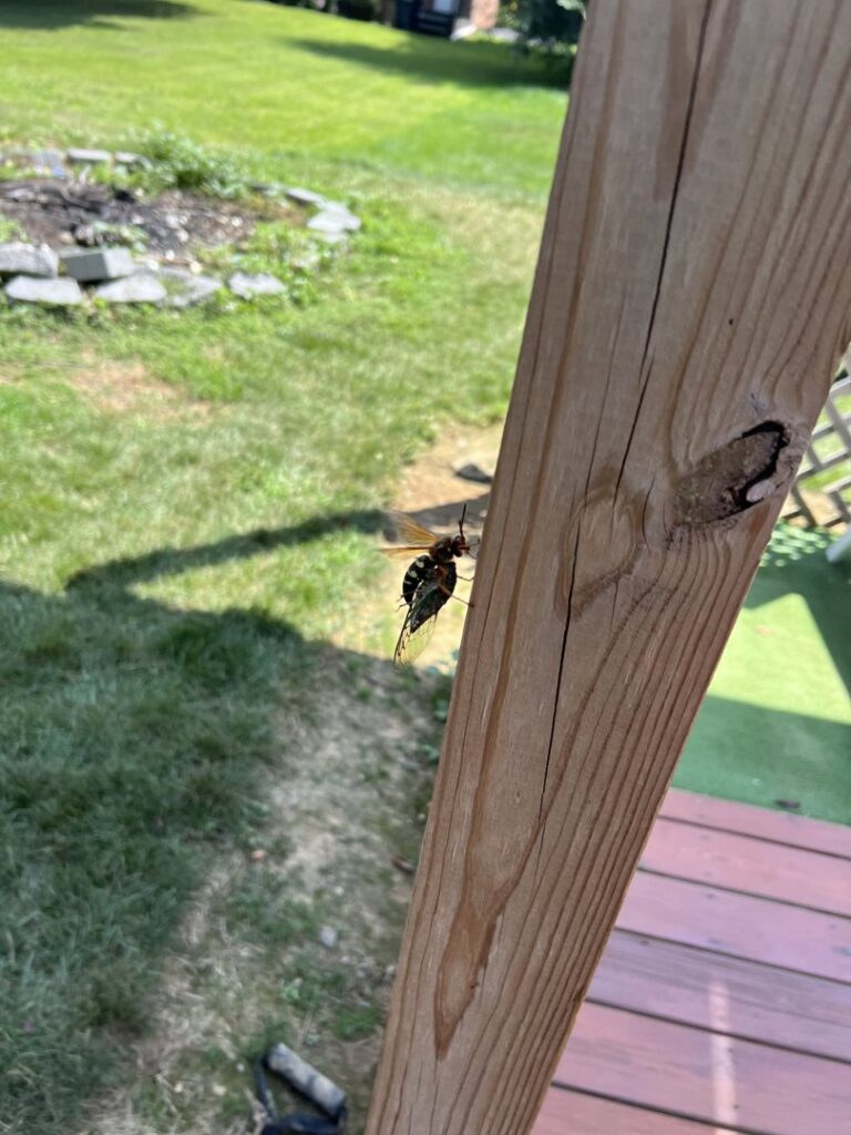 A large cicada killer wasp resting on a wooden deck post, managed by Genesis Termite and Pest Control in New Holland, PA.