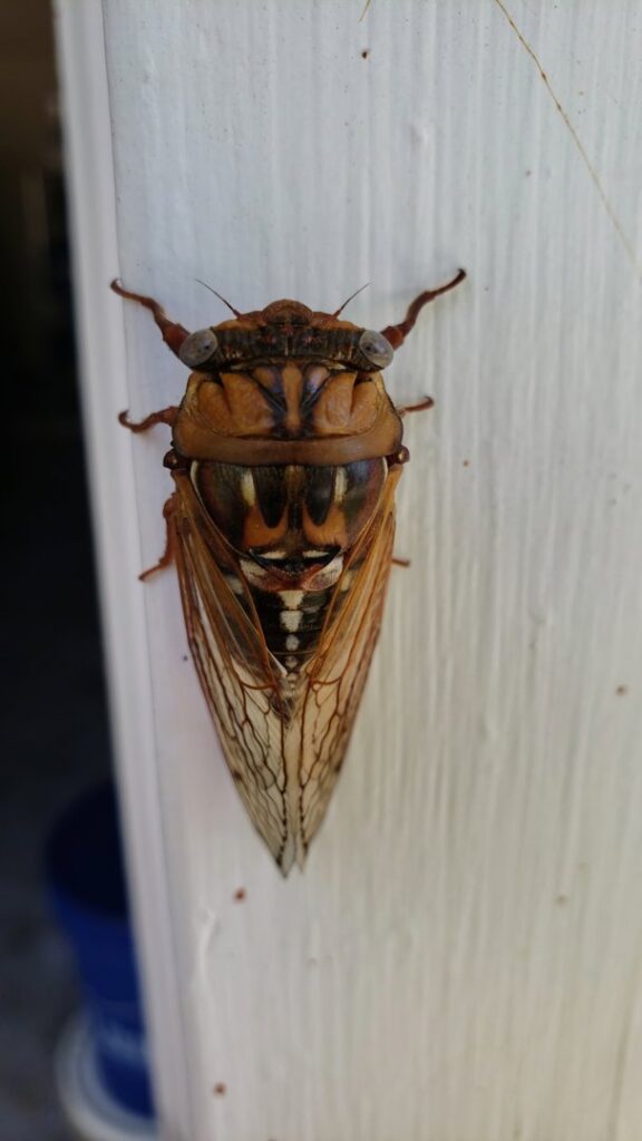 A large cicada resting on a white vertical surface, an insect that Mayday Pest Management in Tulsa, OK, might encounter.