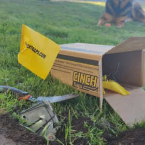 A Cinch Trap being carefully set into the ground, ready for effective mole and gopher pest control by Cinch Traps in Beaverton, OR.