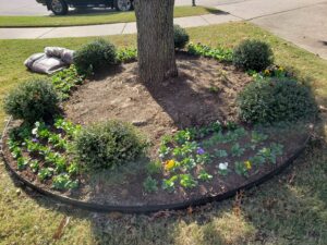 A circular flower bed with new plants and mulch around a tree by GAMAS Lawn Care Services in Tulsa, OK.