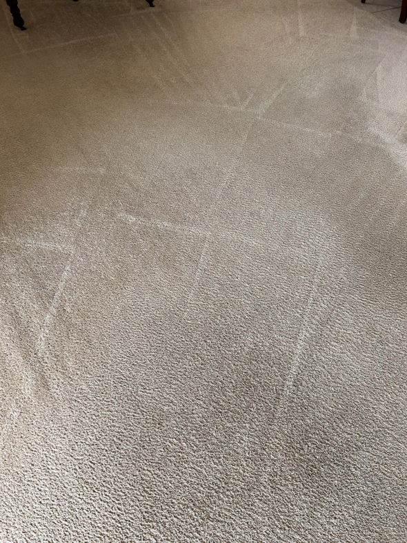 Freshly cleaned beige carpet with visible vacuum lines by Revolution Carpet Cleaners in Chandler, AZ