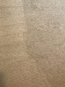 A close-up view of a clean, beige carpet texture by Kelley's Cleaning & Restoration in Everett, WA.