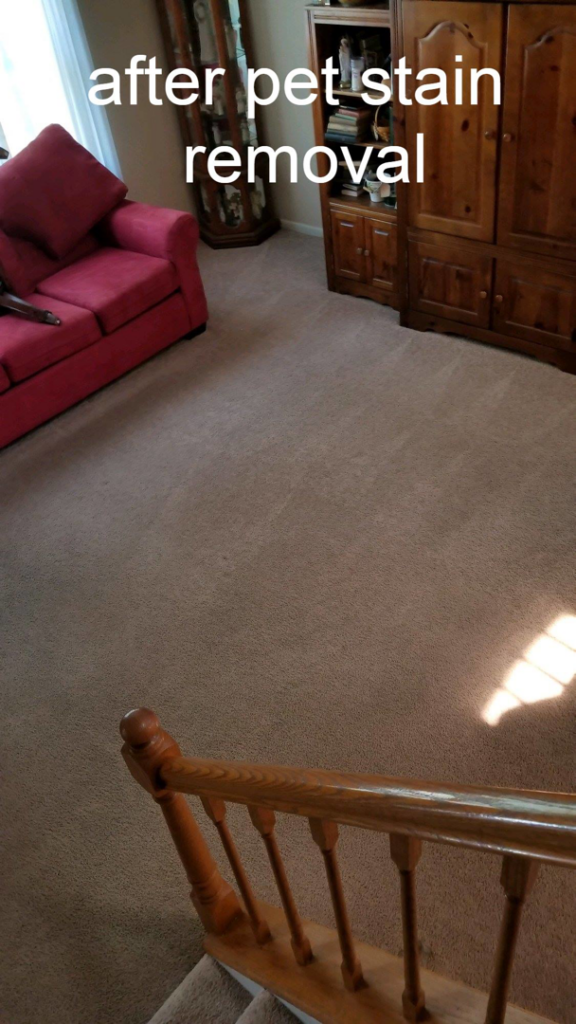 Clean carpet after professional pet stain removal by Magna-Dry Carpet and Upholstery Cleaning in Cincinnati, OH.