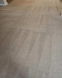 A clean carpet showing professional cleaning lines after service by PRIME CLEAN VA in Virginia Beach, VA.