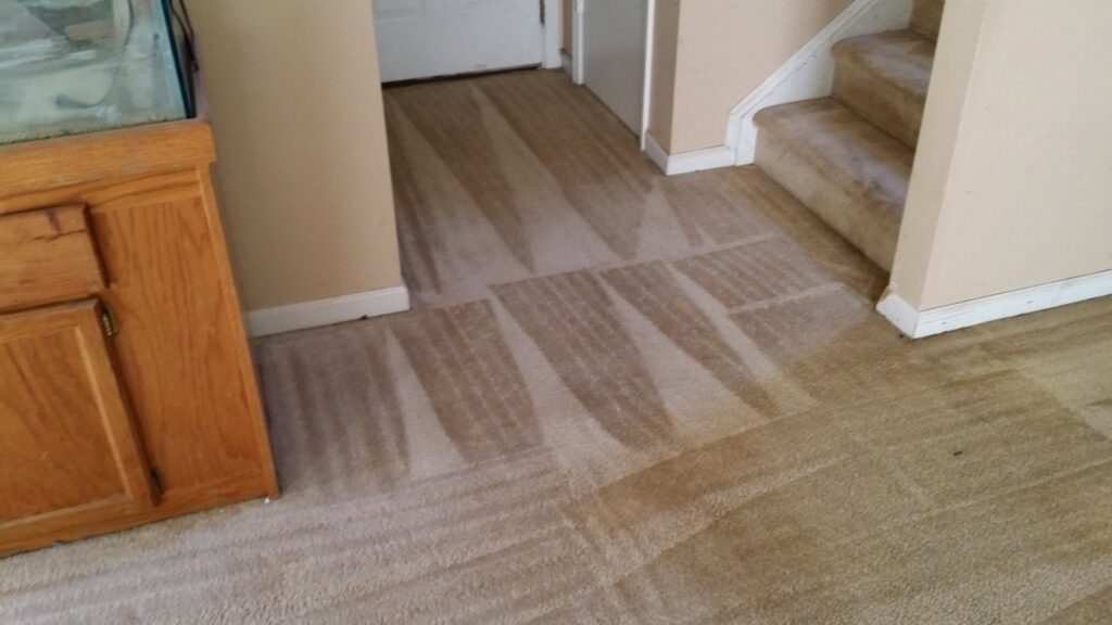 A freshly cleaned carpeted hallway and entryway with clear cleaning lines by All Out Carpet Cleaning in Kailua Kona, HI.