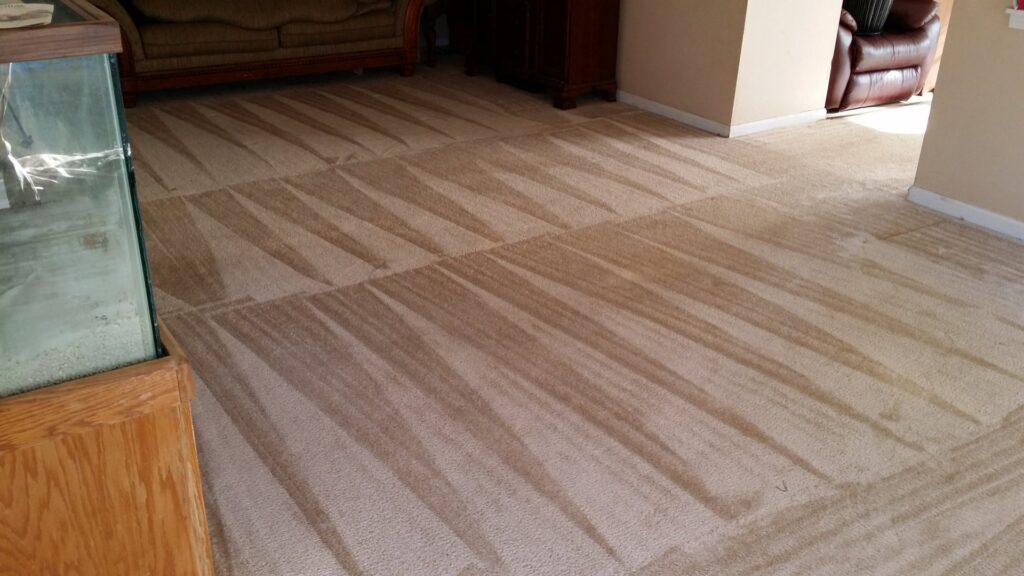 A clean carpet with distinct cleaning patterns in a living room, showcasing results from All Out Carpet Cleaning in Kailua Kona, HI.