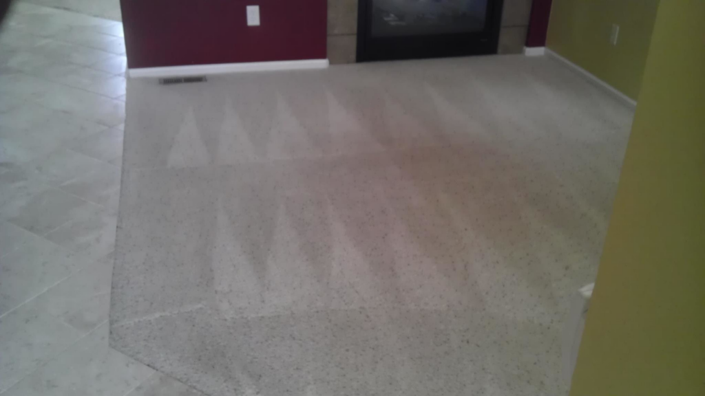A freshly cleaned carpet with visible vacuum lines by Carpetco Restoration in Thornton, CO