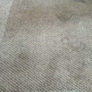 A close-up of a grey carpet showing a clean strip after service by New Dawn's Carpet Cleaning in Cicero, IL.