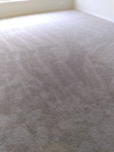 A clean, light-colored carpet with visible vacuum lines, showcasing professional results from All-Star Carpet Cleaning in Dallas, TX.