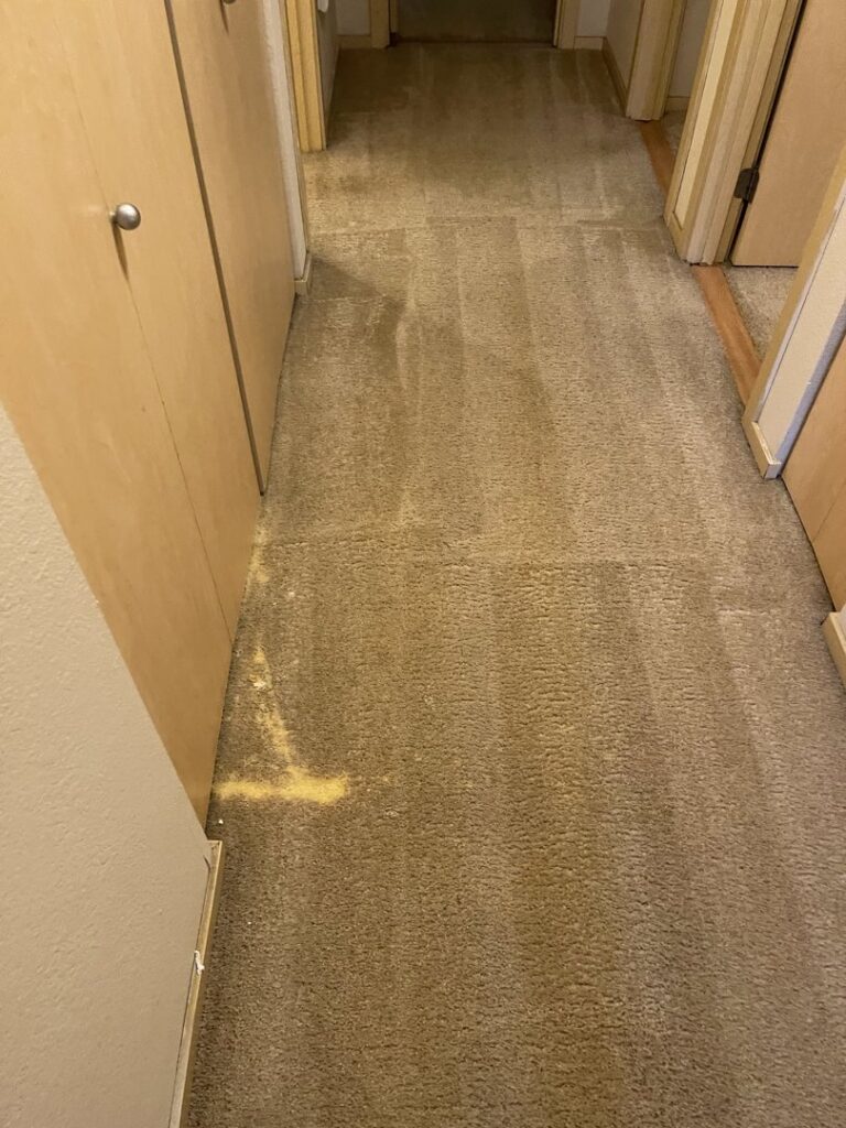 A clean, light green carpet in a hallway, showcasing a completed service by Mace Carpet Services in Tacoma, WA