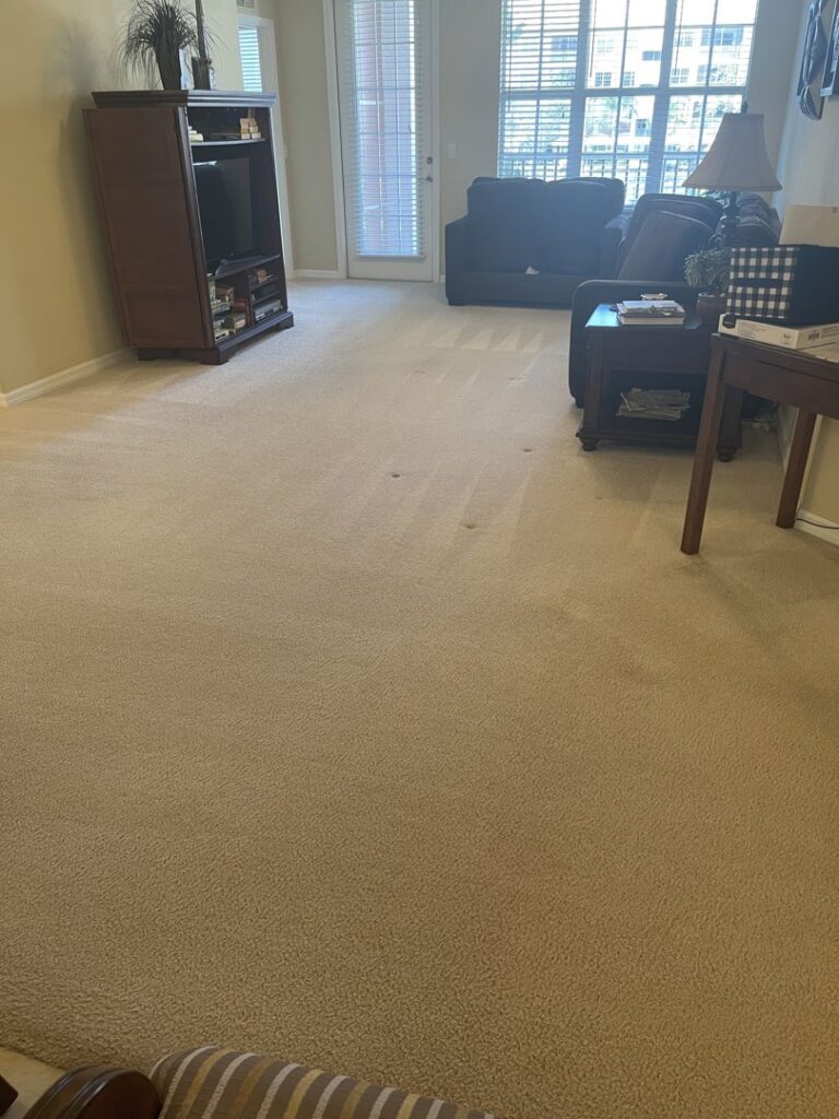A freshly cleaned living room carpet after professional service by Captain Steamer in Cape Coral, FL.