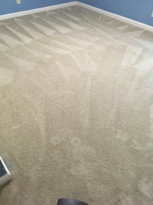 A professionally cleaned beige carpet showing distinct patterns from Blue Bunny Cleaning Services in Clarksville, TN.