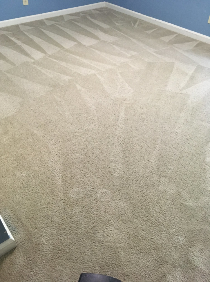 A professionally cleaned beige carpet showing distinct patterns from Blue Bunny Cleaning Services in Clarksville, TN.