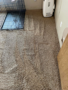 A cleaned brown carpet with visible cleaning lines next to a pet crate by Nick's Carpet Cleaning in Snohomish, WA.