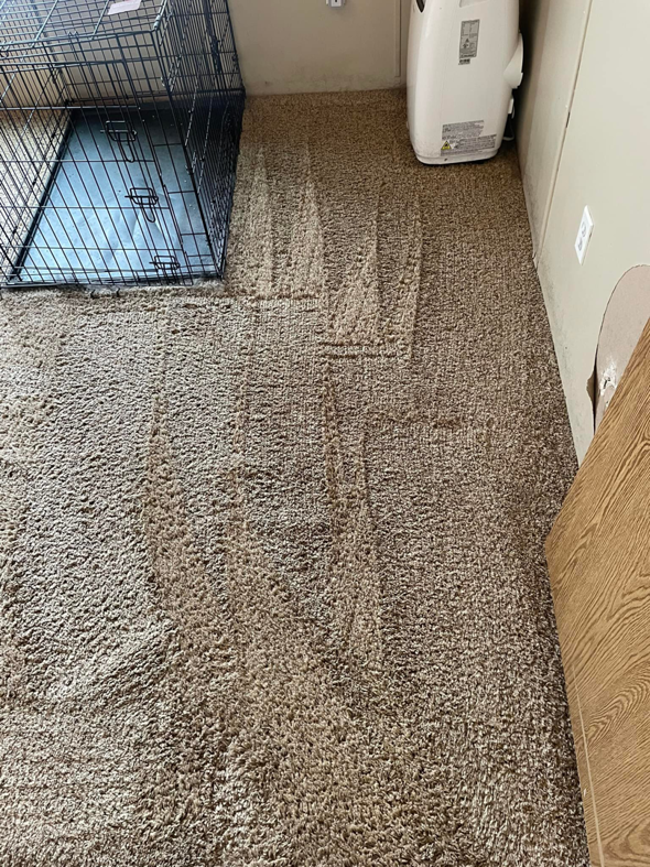 A cleaned brown carpet with visible cleaning lines next to a pet crate by Nick's Carpet Cleaning in Snohomish, WA.