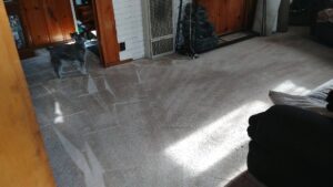 A freshly cleaned carpet in a living room with a small dog, serviced by Rocky Mountain Rug Rescue in Laramie, WY