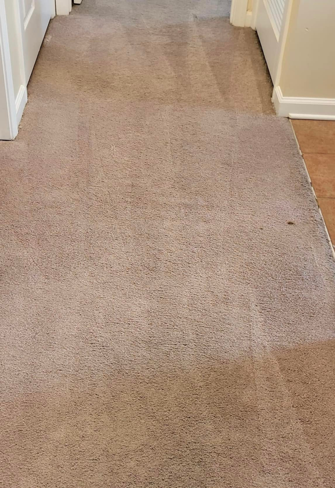 A cleaned hallway carpet showing distinct cleaning streaks from Vision Carpet Cleaning in Lexington, KY.