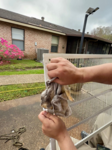 A technician's hands meticulously cleaning a dirty air vent cover during a service call by Duct Doctor of Baton Rouge, LA.