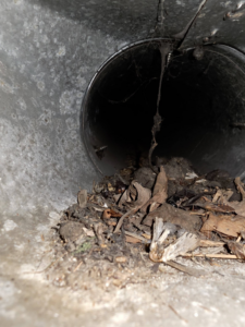 A severely clogged air duct filled with leaves and debris, requiring cleaning by Affordable Quality Air Duct Cleaning in Denver, CO