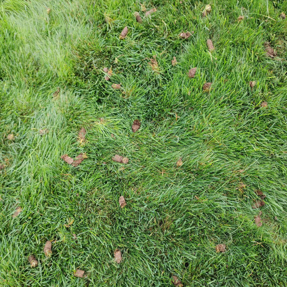 A close-up view of soil cores left on a lawn after aeration by Mr. B's Lawn Aeration in Lafayette, IN.