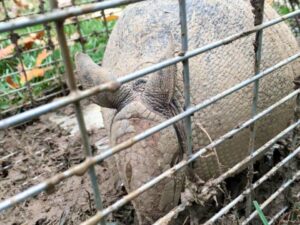 A close-up view of an armadillo captured in a trap by Macon Wildlife Removal Pro in Macon, GA.
