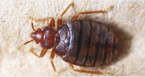 A close-up view of a bed bug, a common pest treated by Everything Bed Bugs, Removal & Remediation in Edison, NJ.
