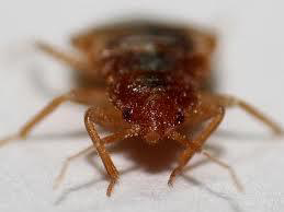 A close-up macro photograph of a single bed bug, a common pest treated by Bed Bug Treatment Advice in Seattle, WA.