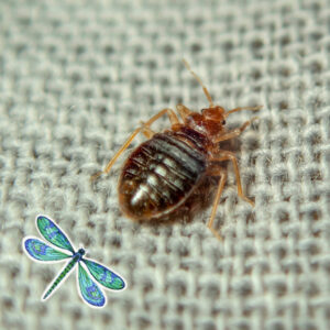 A close-up image of a bed bug on fabric, representing bed bug treatment services by All Pest of Syracuse in East Syracuse, NY.