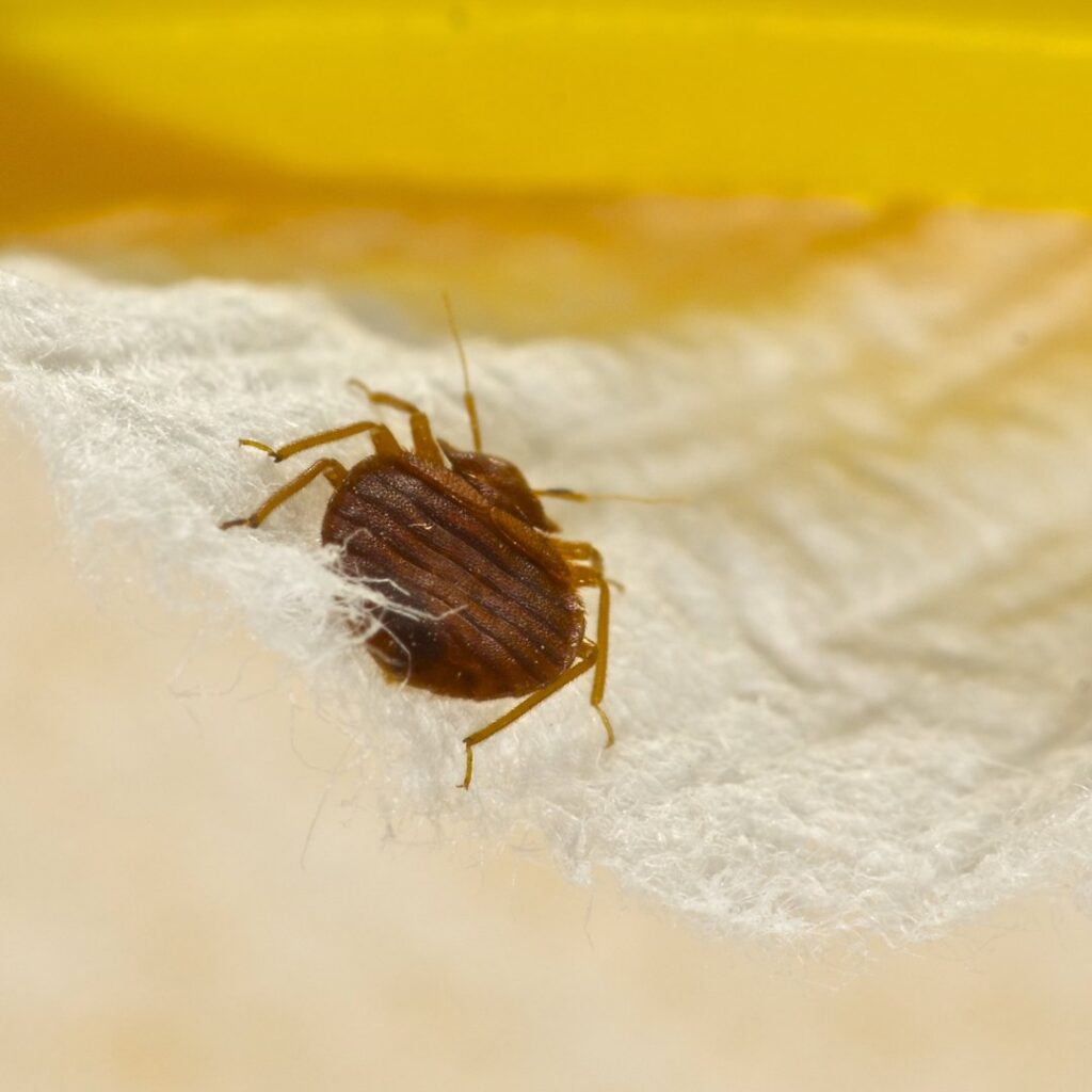 A close-up view of a bed bug on a white surface, indicating a pest problem handled by Fearless Exterminator in Miami, FL
