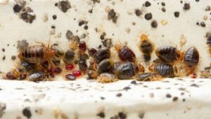 A detailed close-up of bed bugs and their eggs, showing a severe infestation for Berry & Yates Pest Control in Chicago, IL.