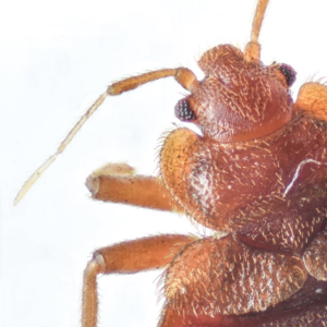 A detailed close-up photo of a bedbug, showing its features, by Northwest Bedbug Company in Spokane, WA.