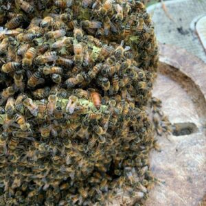 A close-up view of a dense bee cluster with a visible queen bee, demonstrating the expertise of J R Bees LLC in San Diego, CA.
