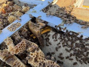 A close-up view of bees and honeycomb from a nest being managed by BeeCal Pest Management in Los Angeles, CA
