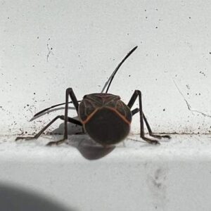 A close-up image of a boxelder bug, a common pest handled by Wilkinson Pest Control in Nampa, ID.