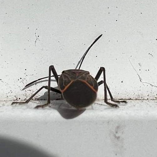 A close-up image of a boxelder bug, a common pest handled by Wilkinson Pest Control in Nampa, ID.