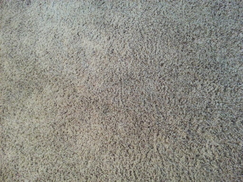 Close-up of clean carpet texture, showcasing quality work by JR Professional Carpet Cleaning Business LLC in Spokane, WA.