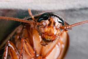 A close-up view of a cockroach, a common pest handled by Central Iowa Pest Control Services Inc in West Des Moines, IA