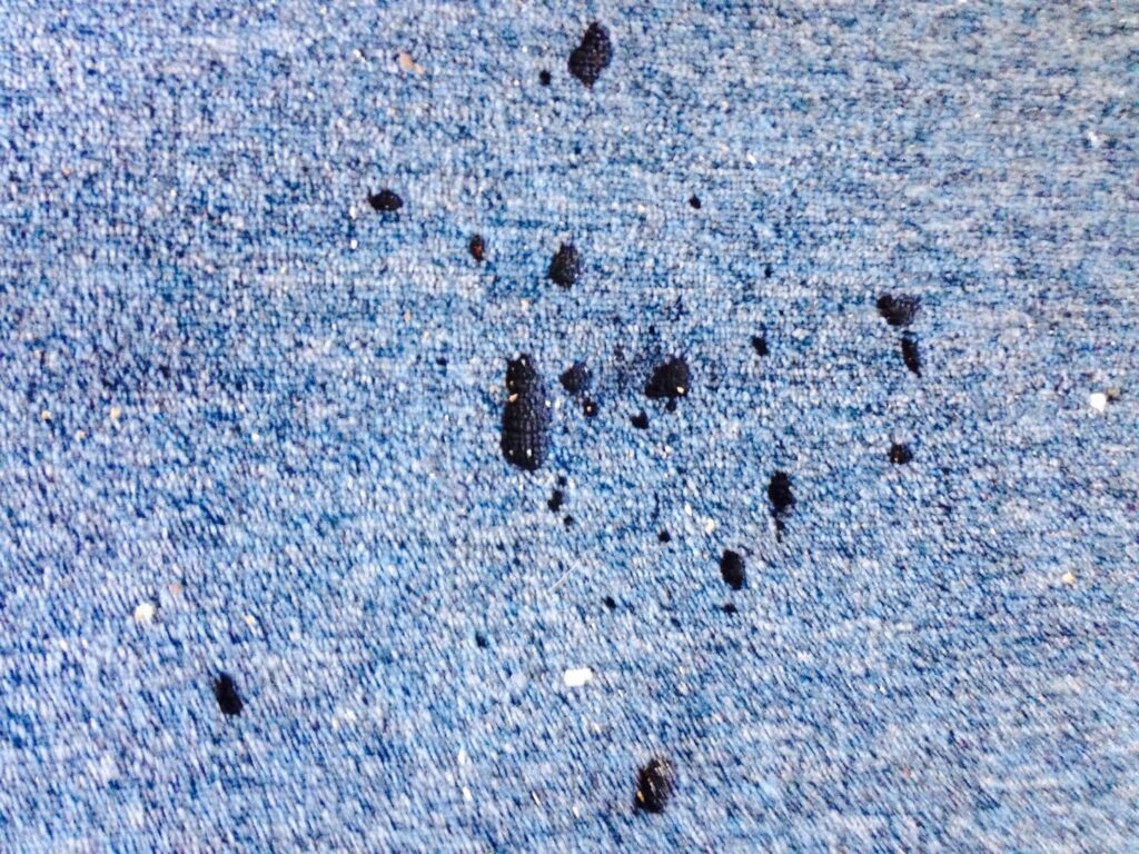 Close-up of dirty blue carpet with black spots before professional cleaning by All Steamed Up Carpet/Upholstery Cleaning in Havana, FL