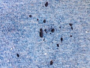 Close-up of dirty blue carpet with black spots before professional cleaning by All Steamed Up Carpet/Upholstery Cleaning in Havana, FL