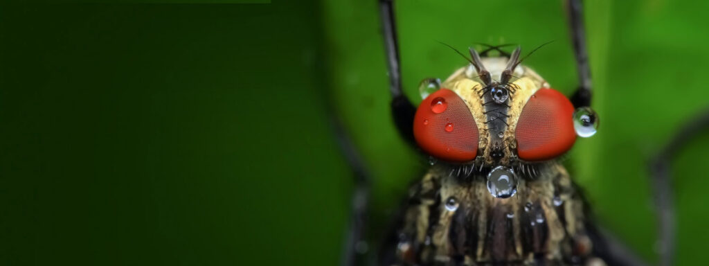 A close-up of a fly with water droplets, representing insect control services by Bohmz Pest Services in Janesville, WI.