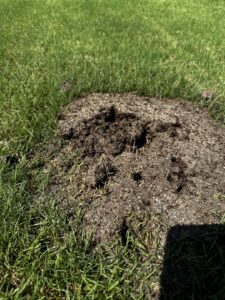 A close-up view of a gopher or mole hill in a residential lawn, a common wildlife pest issue for Sequoia Pest Solutions in Bakersfield, CA.