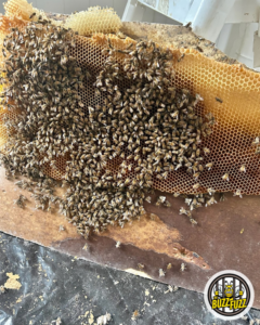 A close-up of honeycomb with bees after removal by Dale Richter's The Buzz Fuzz in Leesburg, GA