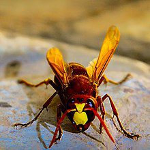 A close-up view of a hornet, a common pest handled by BOBS BEES in Bennington, VT.