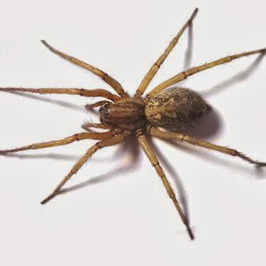 A close-up photo of a common house spider, a pest often handled by Oregon Pest Control in Eugene, OR