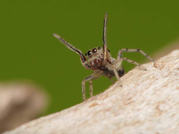 A close-up of a jumping spider, a common insect that Bug Doctor in Las Vegas, NV can help control.