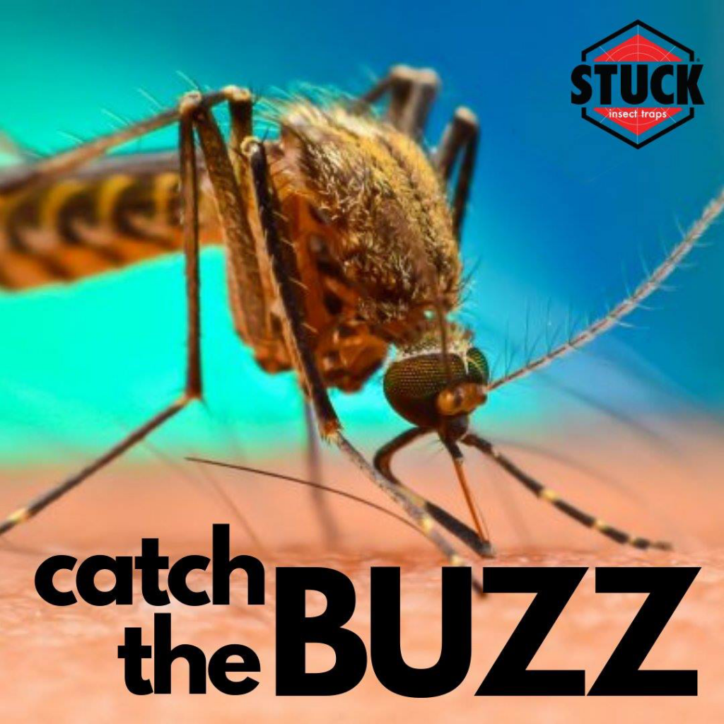 A close-up image of a mosquito on skin, a common pest controlled by Stuck in Lancaster, PA.