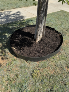 A close-up view of a tree base with fresh dark mulch, installed by Perez Lawn Care llc in Oklahoma City, OK