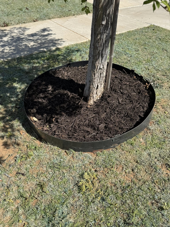 A close-up view of a tree base with fresh dark mulch, installed by Perez Lawn Care llc in Oklahoma City, OK